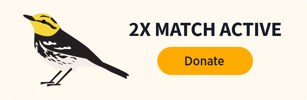 2x Match Active