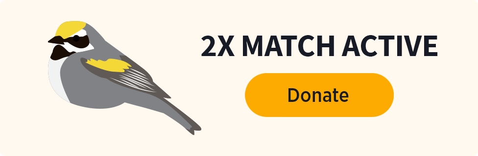 2x Match Active