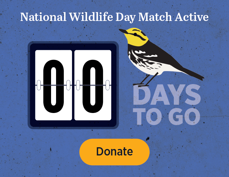 National Wildlife Day Match Active
