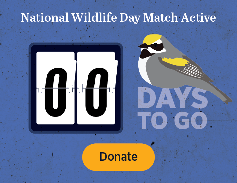 National Wildlife Day Match Active