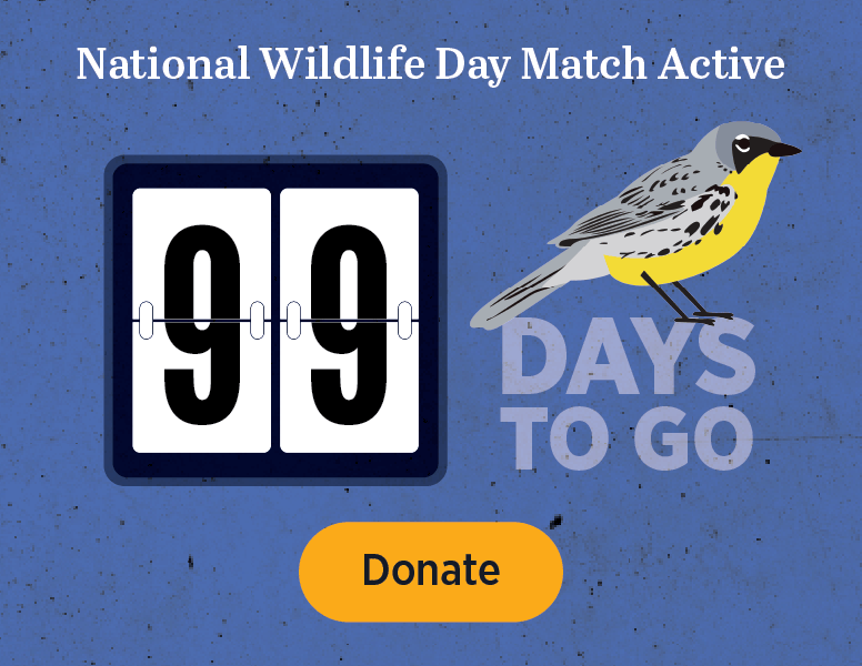 National Wildlife Day Match Active
