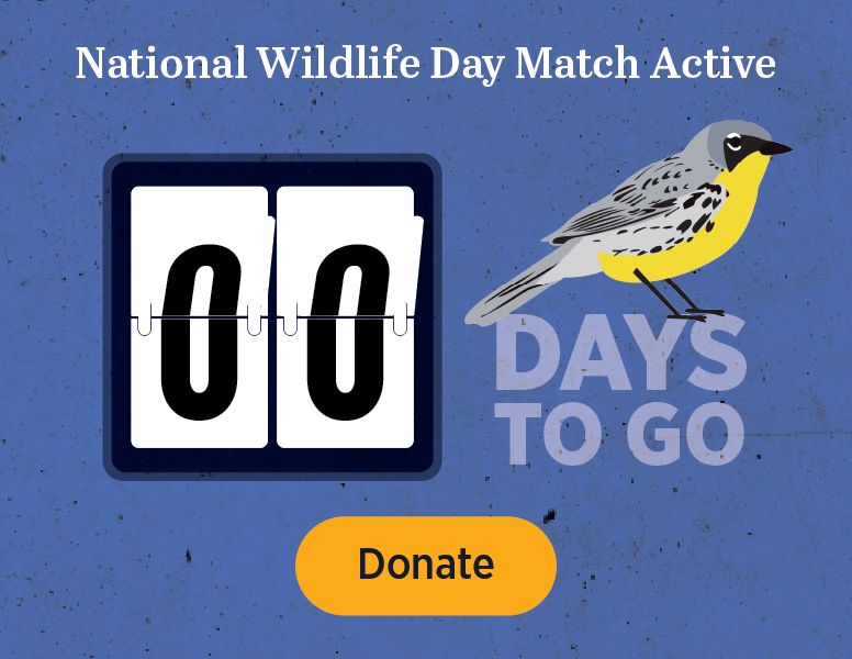 National Wildlife Day Match Active