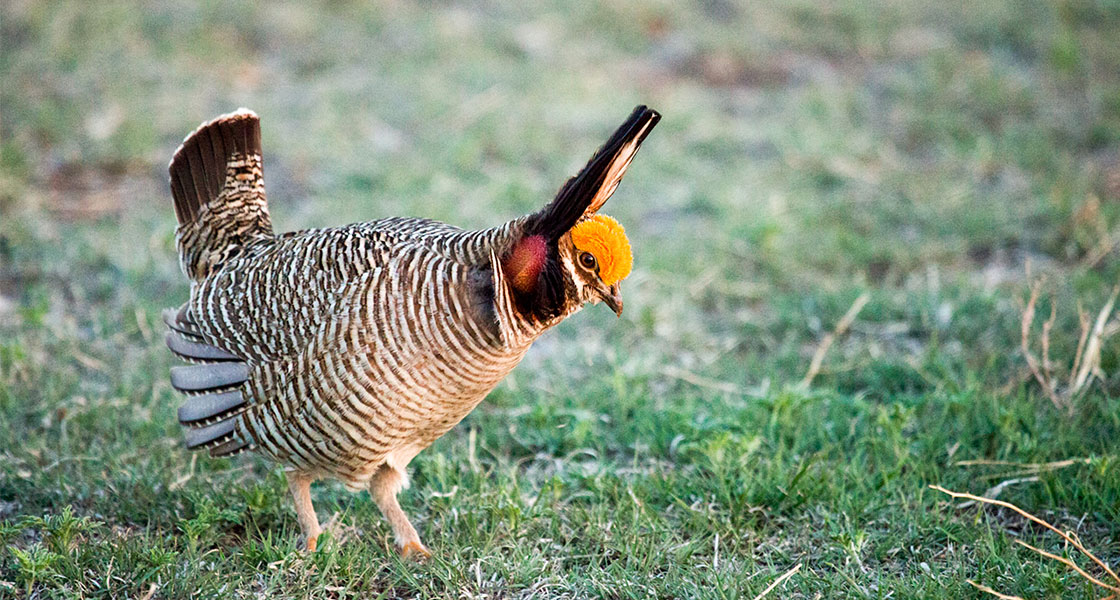 A Lesser Prairie-Chicken stands on grass.