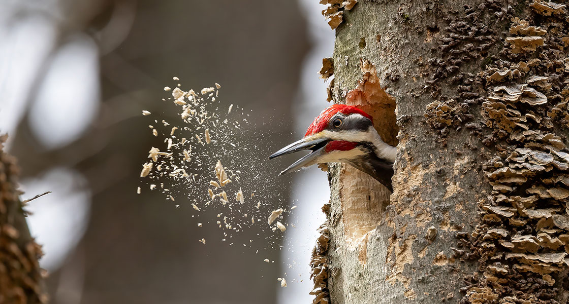 A Pileated Woodpecker in a tree nest cavity. There's a cloud of wood shavings from the woodpecker's excavating.