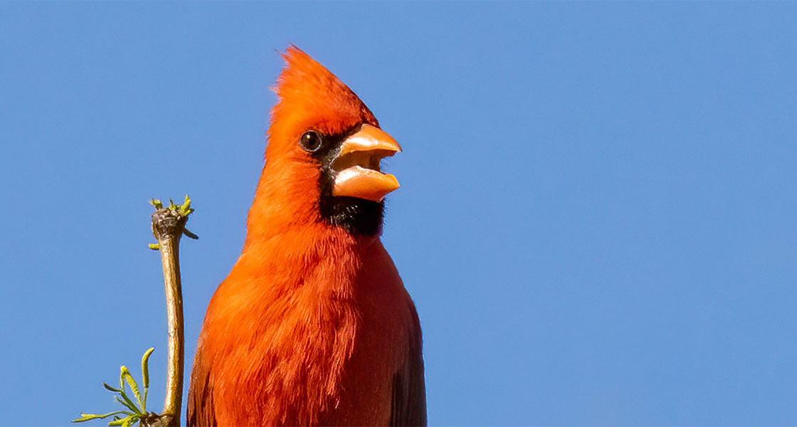 A Northern Cardinal sings.