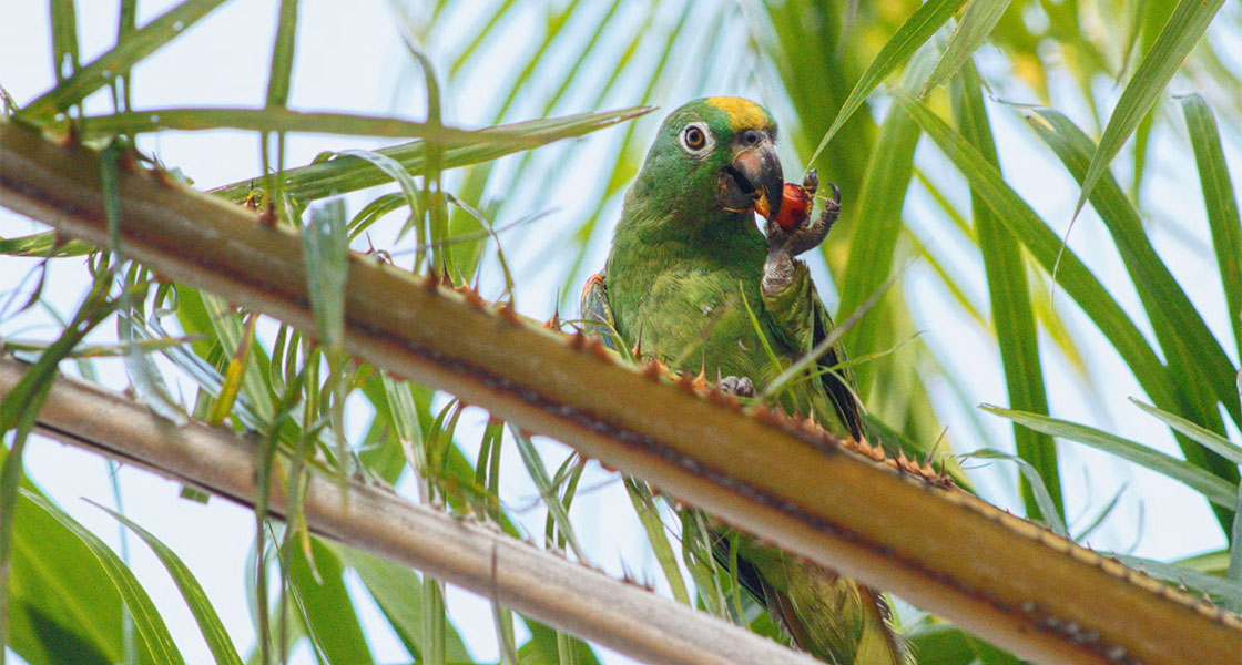 A bird perched on a spiky branch pecks at a nut using their beak and claws.