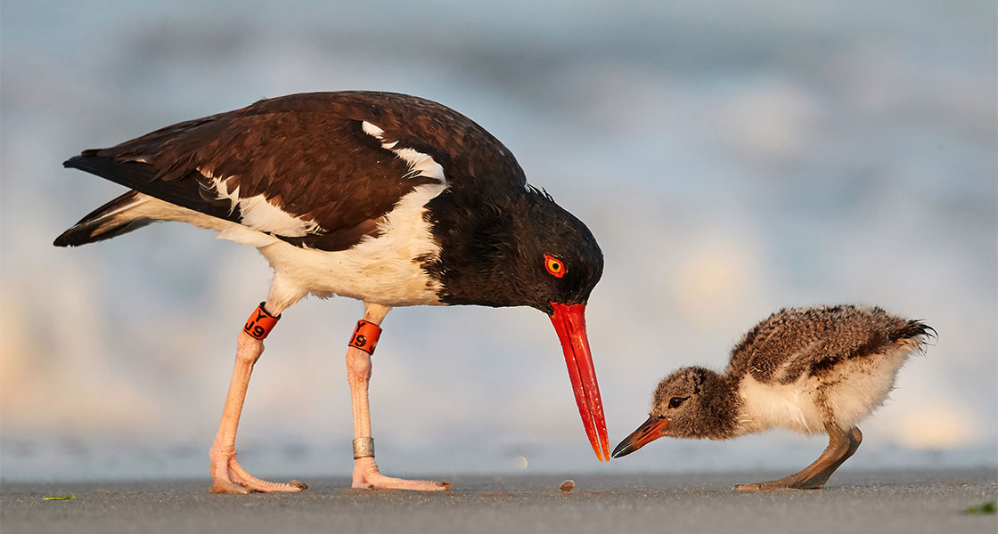 An American Oystercatcher adult and chick on the beach. Ocean waves crash in the background.
