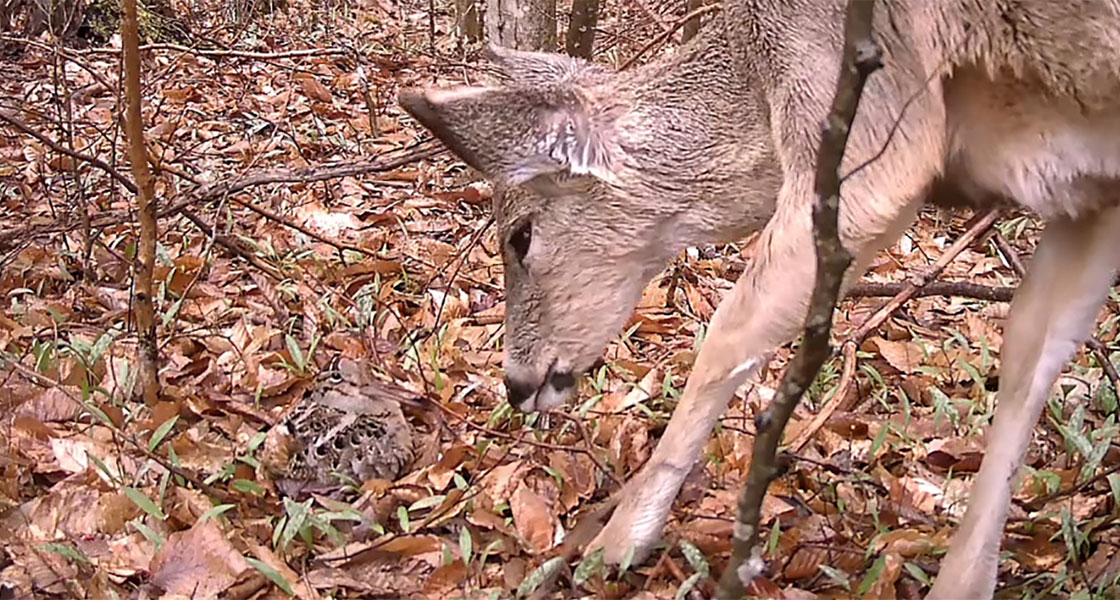 An American Woodcock takes a white-tailed deer head-on.