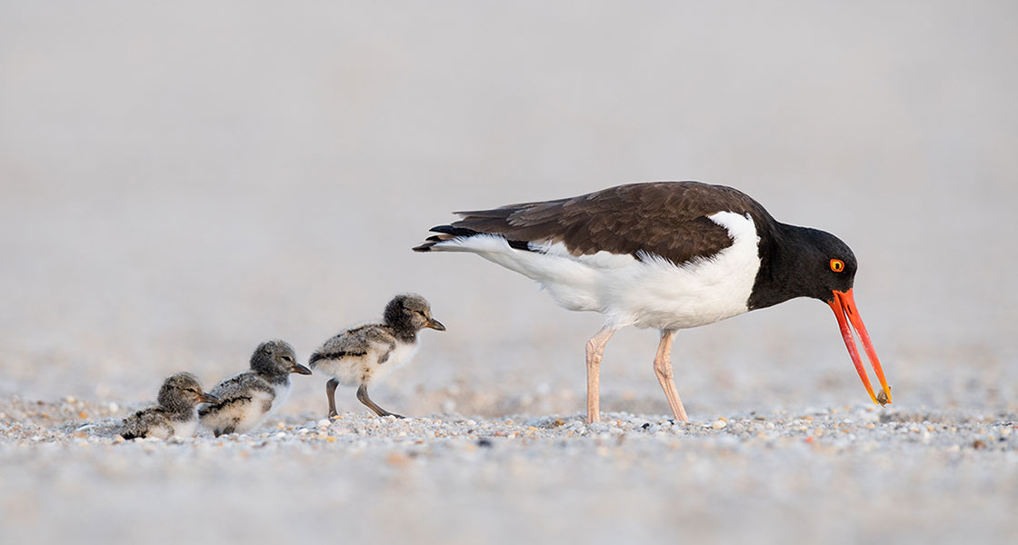 An adult American Oystercatcher and three of their chicks stand in a row on a sandy beach.
