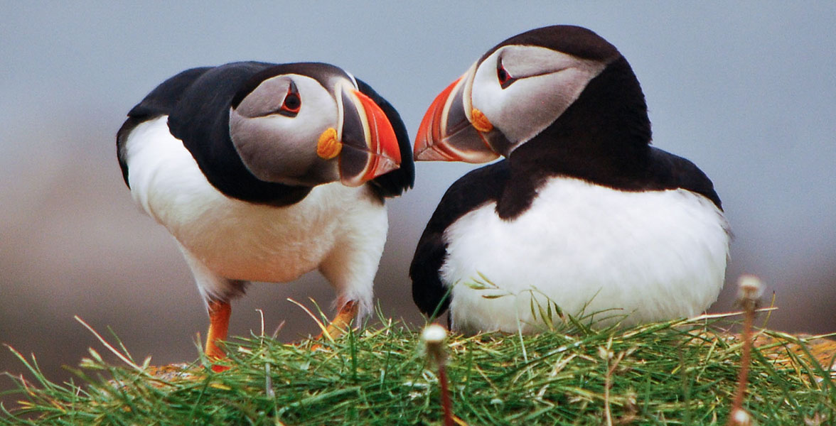 Two Atlantic Puffins