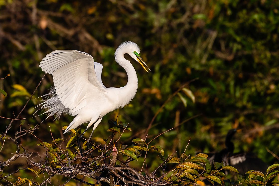 Great Egret with wings outstretched