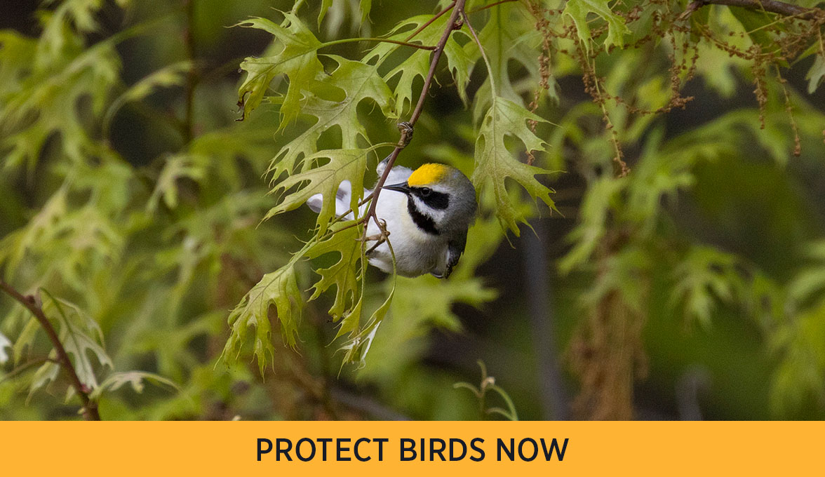 Golden-winged Warbler