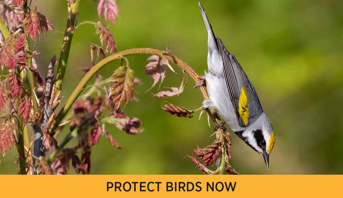 PROTECT BIRDS NOW