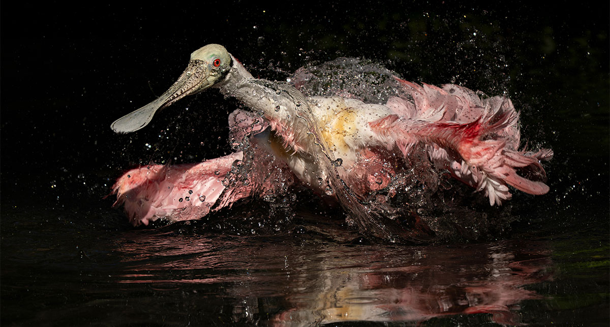 A Roseate Spoonbill bathes in water.