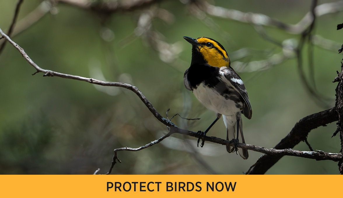 Golden-cheeked Warbler.