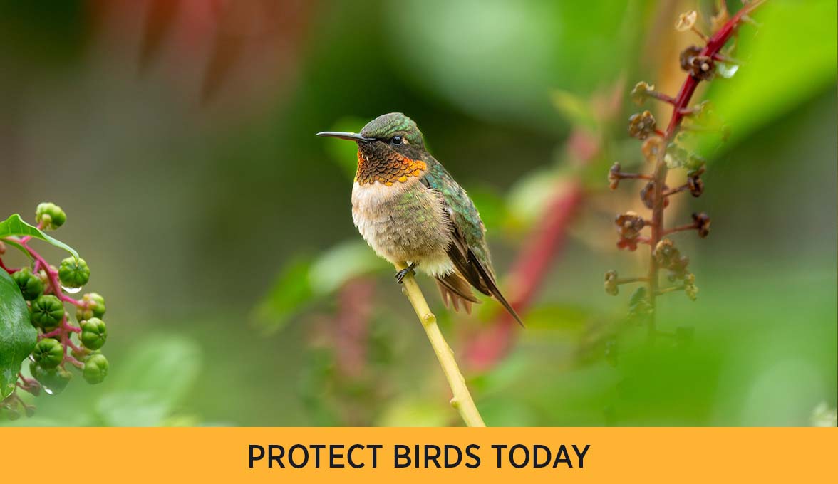 Protect birds today