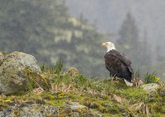 Photo of a Bald Eagle.