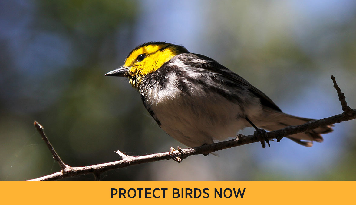 Golden-cheeked Warbler.