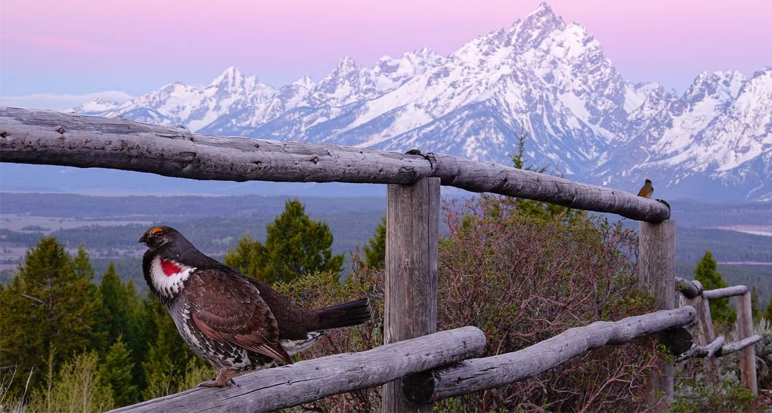 Photo of a Dusky Grouse.
