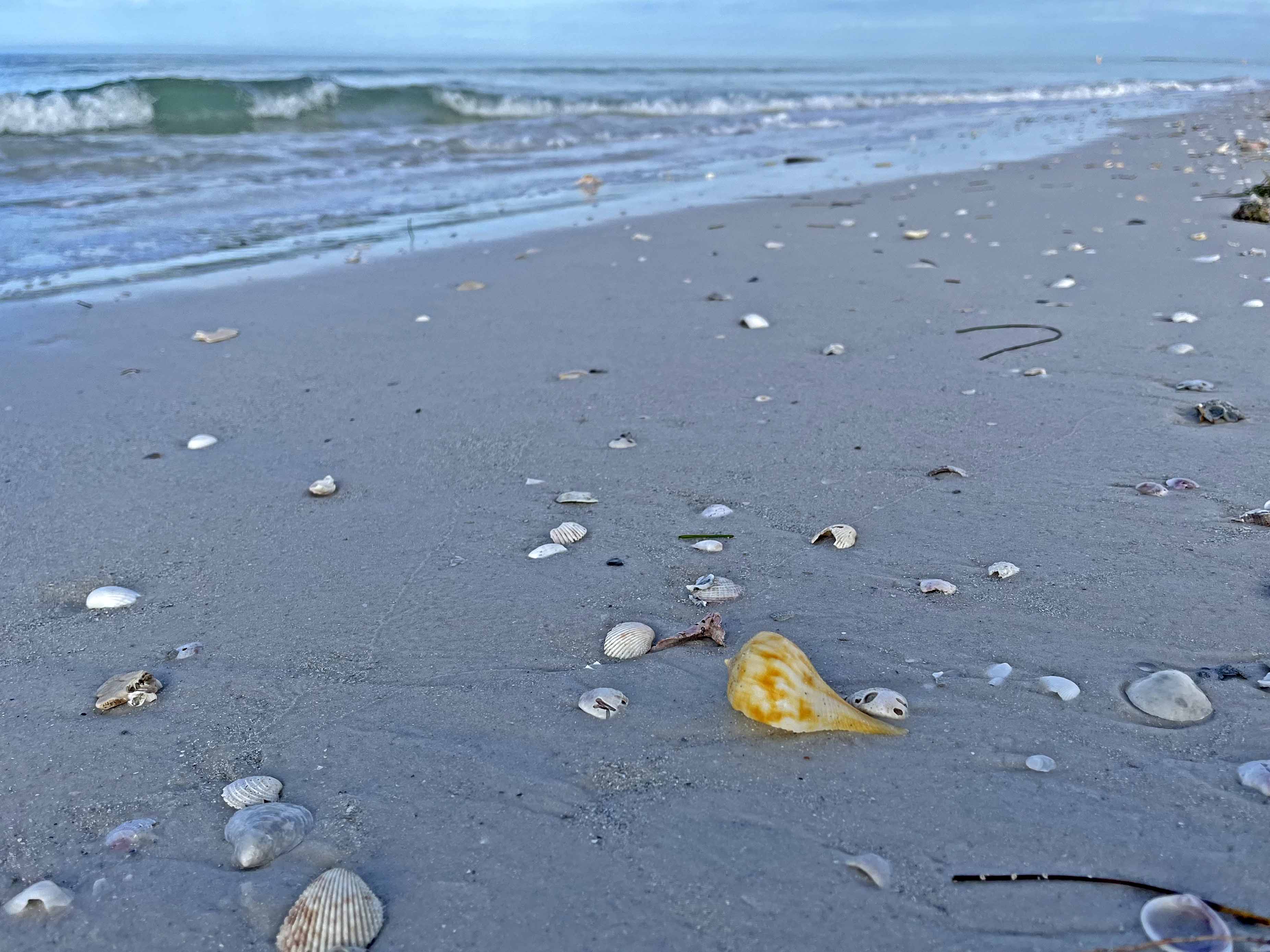 shells on a beach