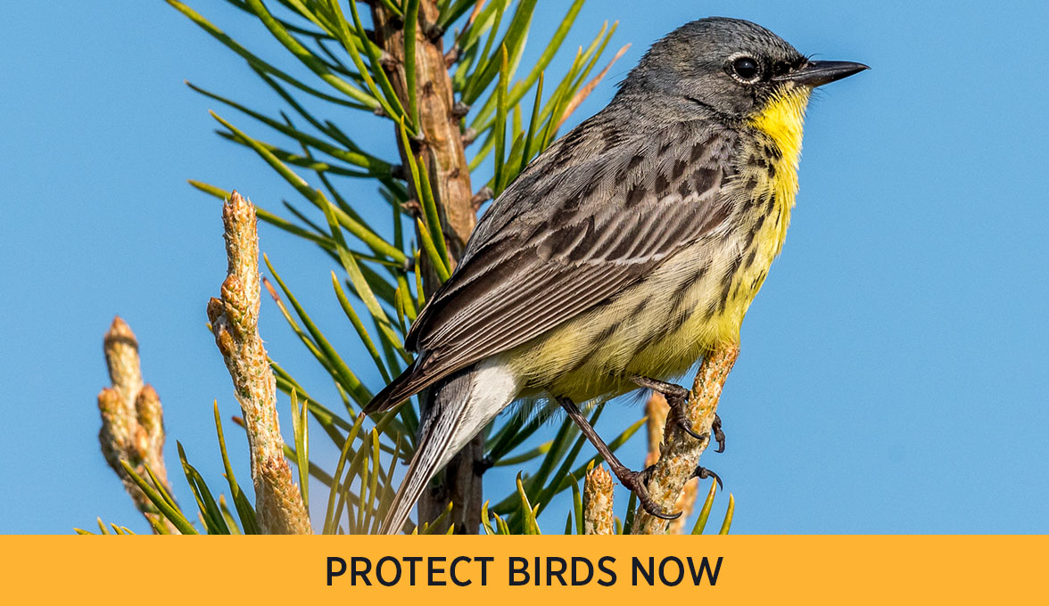 Kirtland's Warbler