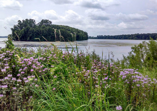 Photo of plants on the bank of the Detroit River International Wildlife Refuge.