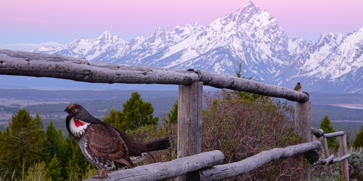 A Dusky Grouse perched on a fence post with the Grand Teton mountains in the background.