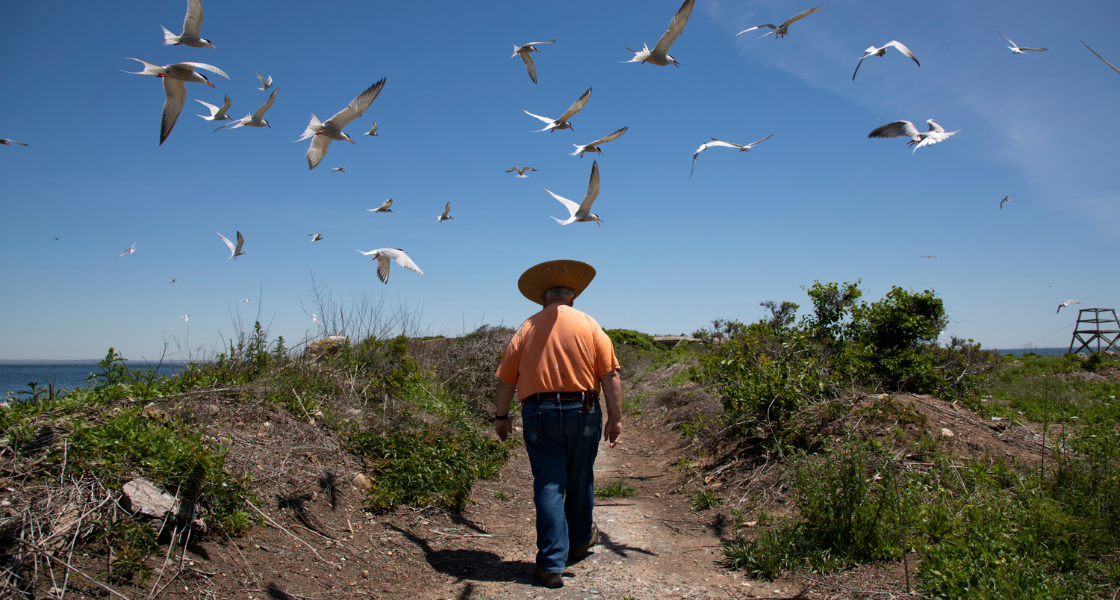 A volunteer walks under a flying flock of terns at Great Gull Island.