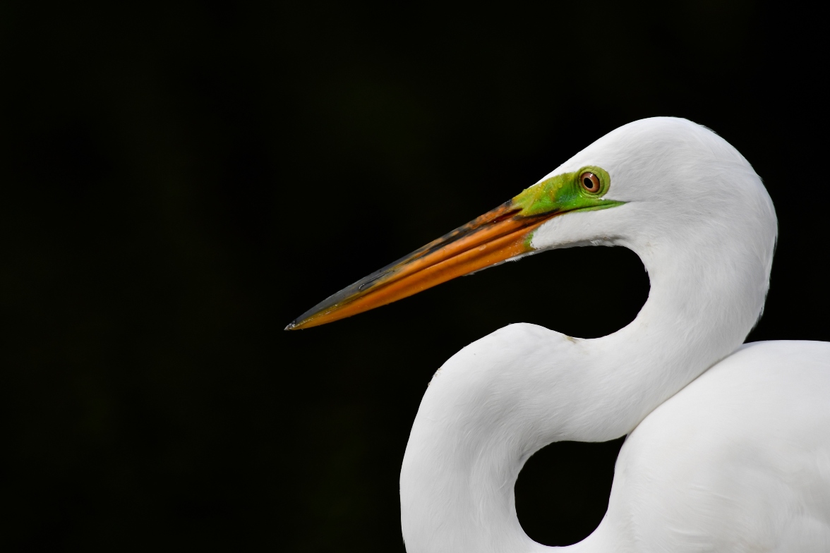 A Great Egret in profile before a black background 
