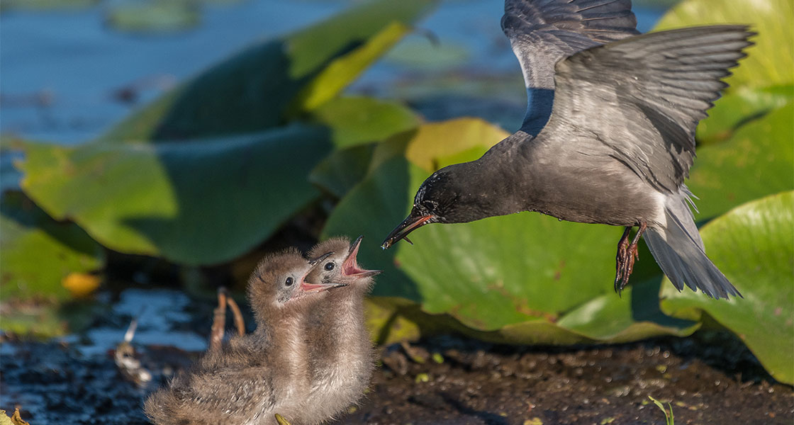An adult Black Tern feeds two Black Tern chicks near a body of water.