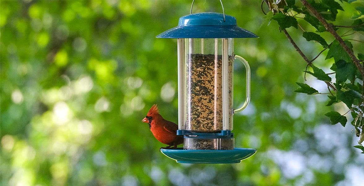 A Northern Cardinal perches on a feeder full of birdseed.