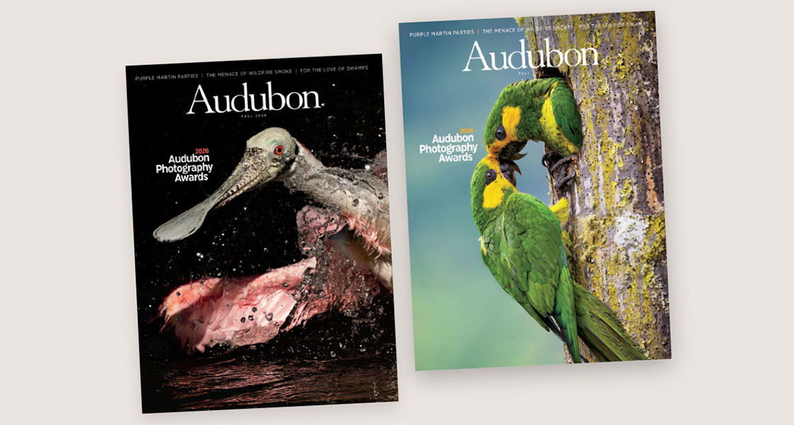 Both covers of the Fall 2026 issue.