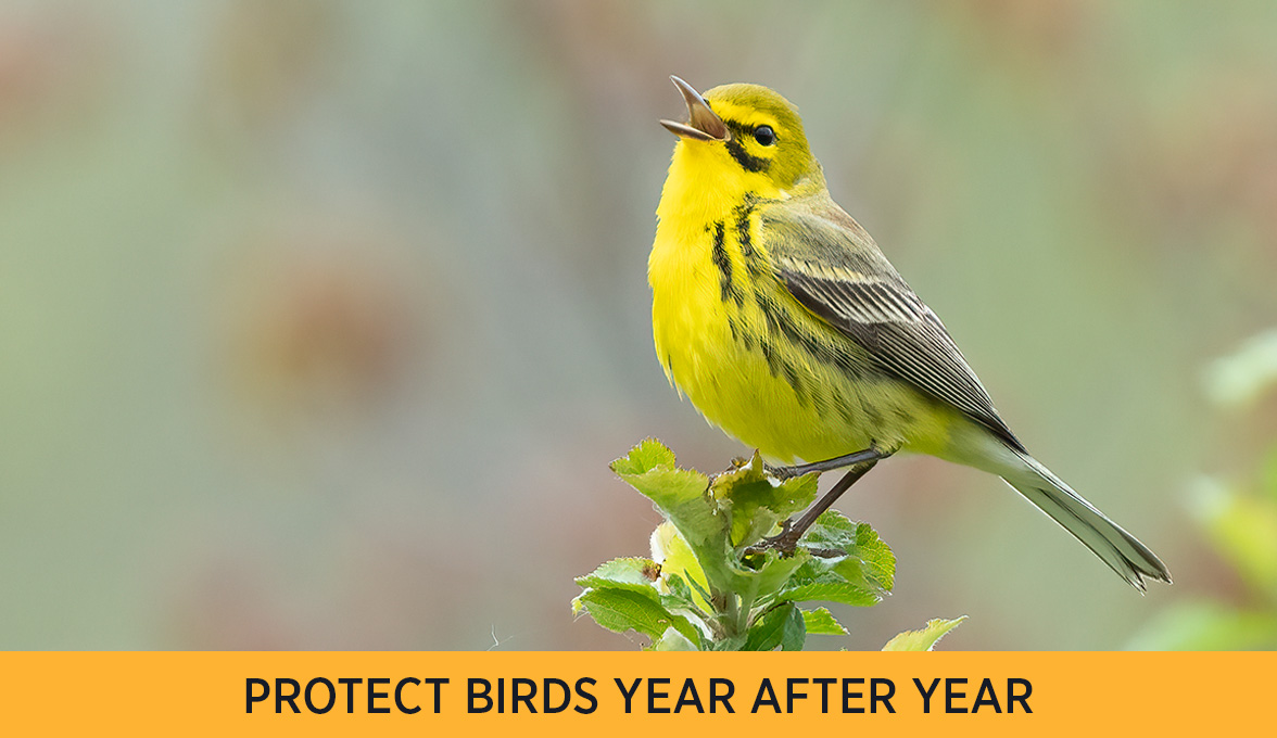 Prairie Warbler