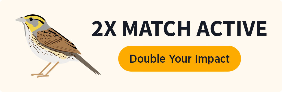 Saltmarsh Sparrow. 2X Match Active [Double Your Impact]