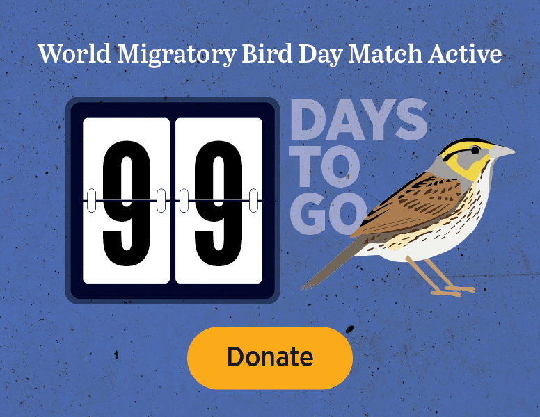 World Migratory Bird Day Match Active [Donate]