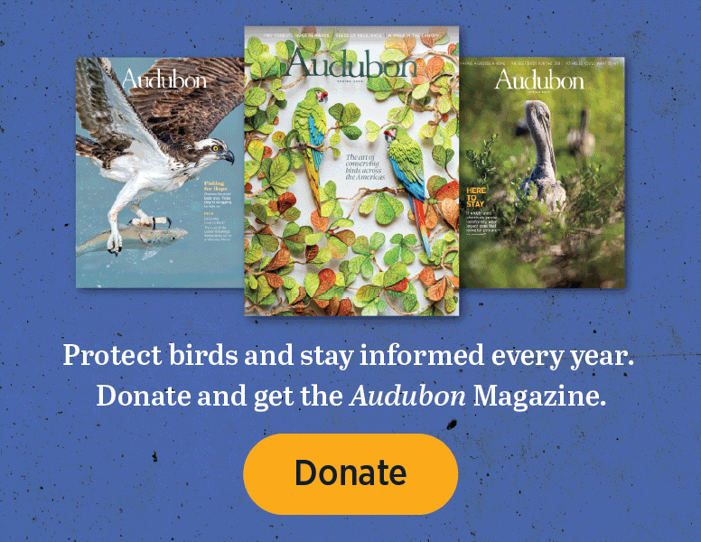 Protect birds and stay informed every year. Donate and get the Audubon Magazine. [Donate]