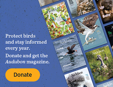 Protect birds and stay informed every year. Donate and get the Audubon magazine