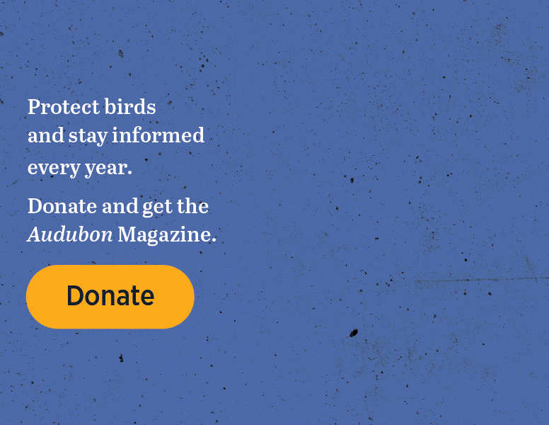 Protect Birds and stay informed every year. Donate and get the Audubon magazine.