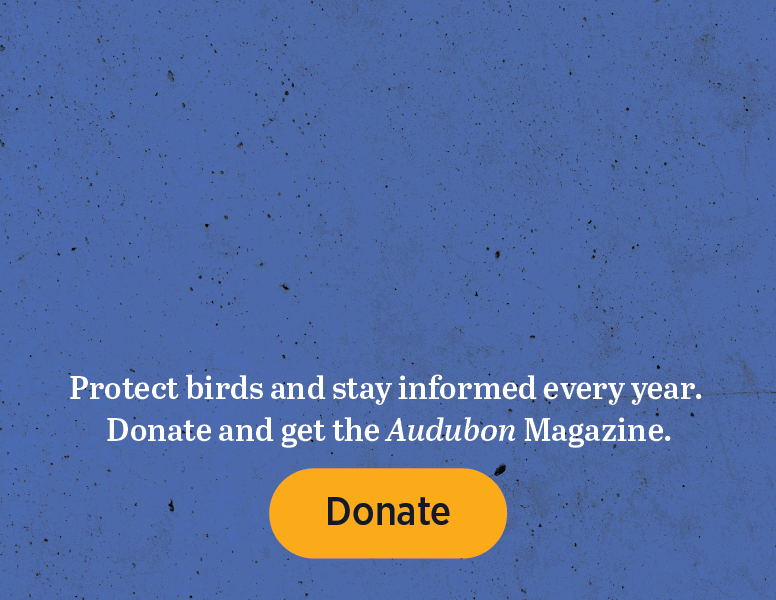 Protect Birds and stay informed every year. Donate and get the Audubon magazine.