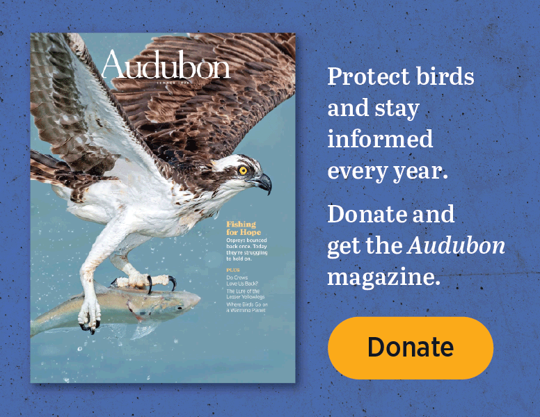 Protect Birds and stay informed every year. Donate and get the Audubon magazine. 