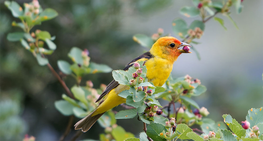 A Western Tanager perches on a branch with a Saskatoon Service-Berry in their beak.