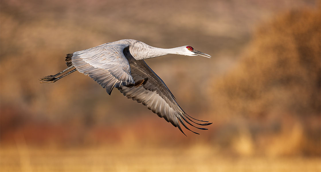 A Sandhill Crane mid-flight.