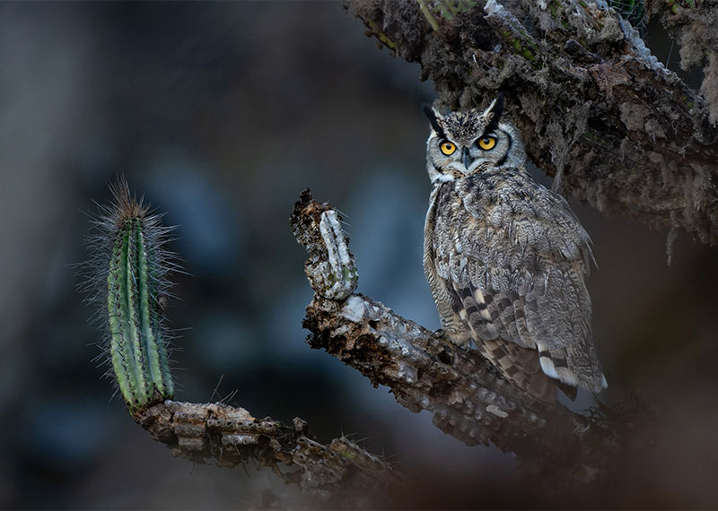 A Lesser Horned Owl perches on a tree.