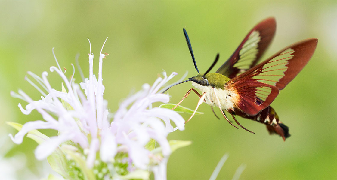 A Hummingbird Clearwing sips nectar from a flower while hovering near it.