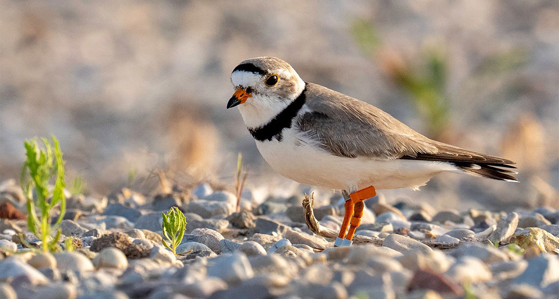 A Piping Plover stands on a rocky beach.