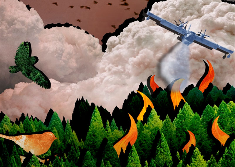 An illustration of a forest under fire. Birds fly away from the smoke in flocks. An aircraft sprays water on the flames.