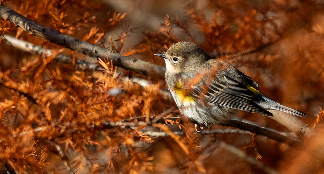 A Yellow-rumped Warbler perches on a tree branch surrounded by orange leaves.