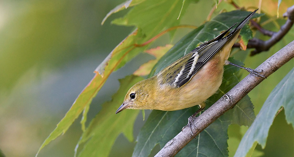 A Bay-breasted Warbler perches on a tree.