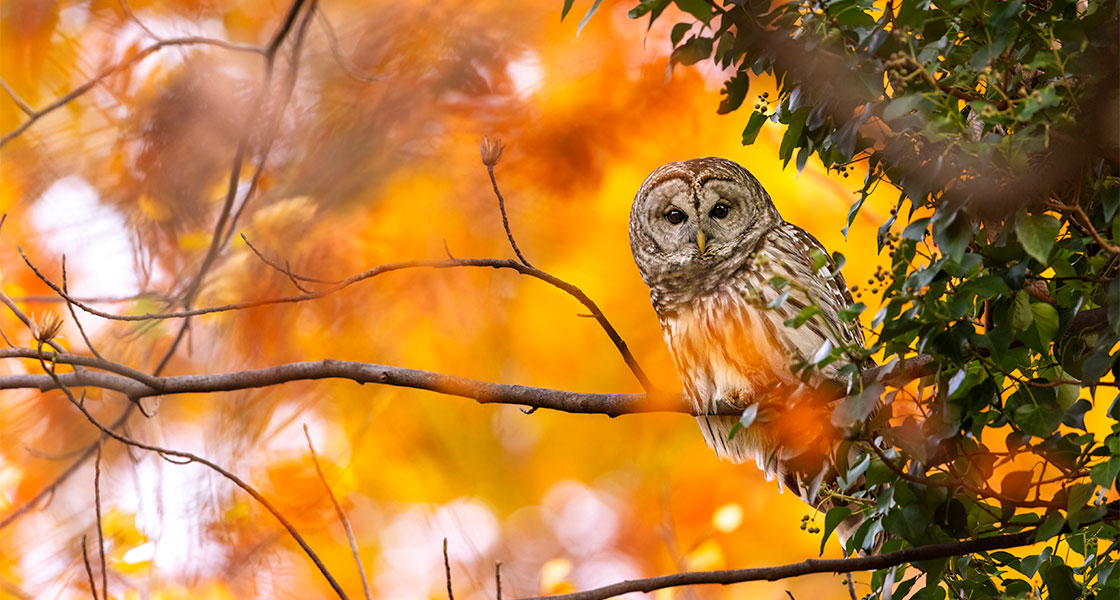 A Barred Owl looks to camera shrouded in fall foliage.