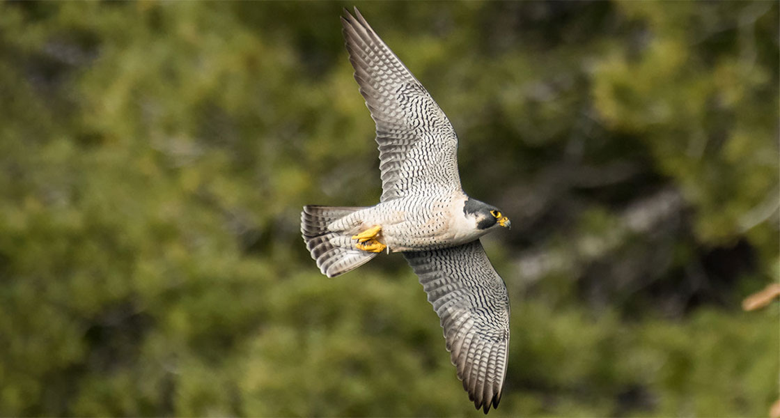 A Peregrine Falcon mid-flight.